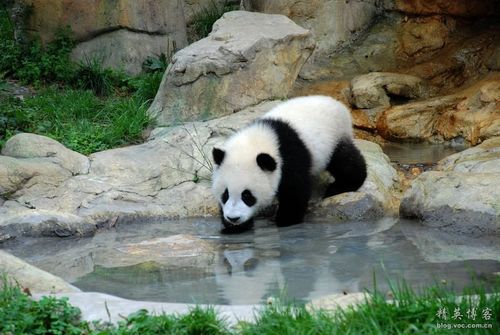 洞庭湖干旱都发现了什么宝物洞庭湖的动物被称为水中大熊猫是哪种动物 品牌