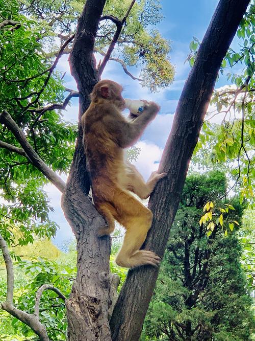 黔灵山看动物怎么走黔灵山的猴子你都去过贵阳哪些网红打卡地