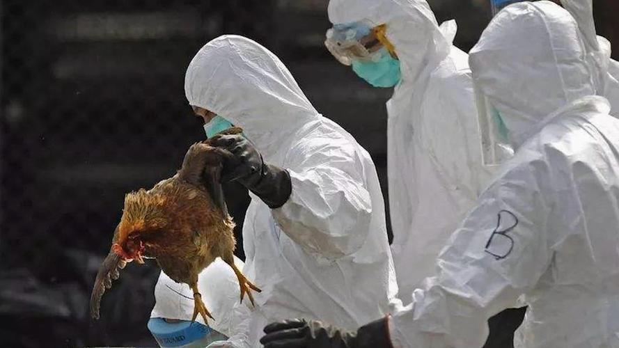 四川发生家禽H5N6亚型禽流感，发病死亡1840只，风险如何商铺起火事件商铺起火致6人死亡 眼影