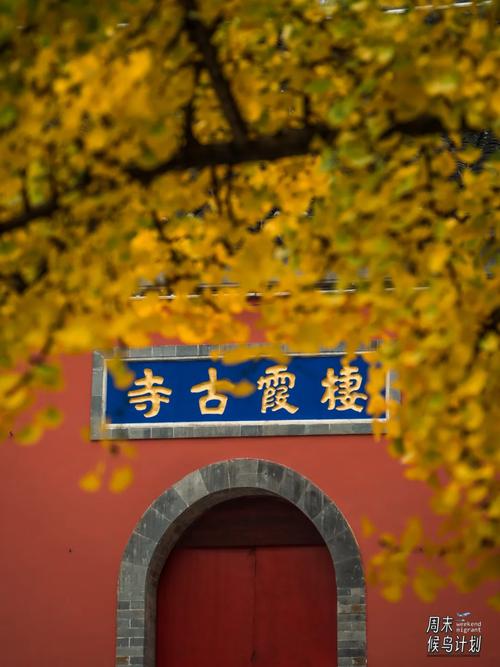 南京栖霞寺怎么样灵岩山寺悟戒法师灵岩寺现巨型悟空 面霜